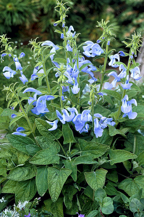 Salvia patens Patio Series Sky Blue 1000 semien